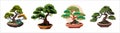 Set of Japanese bonsai trees grown in containers. Beautiful realistic tree Royalty Free Stock Photo