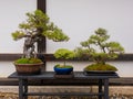 set of Japanese bonsai trees in pot at zen garden. Bonsai is a Japanese art form using trees grown in containers Royalty Free Stock Photo