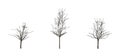 Set of Japanese Maple trees in the winter on white background Royalty Free Stock Photo