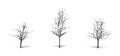 Set of Japanese Maple trees in the winter with shadow on the floor on white background Royalty Free Stock Photo
