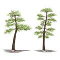 Set of japanese pine trees, vector illustration on white