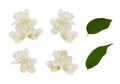 Set of Jasmine (Philadelphus) double flowers isolated