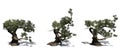 Set of Jeffrey Pine trees with shadow on the floor Royalty Free Stock Photo