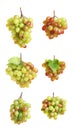 Set with juicy ripe grapes Royalty Free Stock Photo