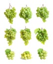 Set with juicy ripe grapes Royalty Free Stock Photo