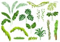 Set of jungle plants. Royalty Free Stock Photo