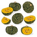 Set of Kabocha winter squash pumpkins. Clipart.