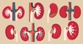 A set of kidneys with stones inside. Vector illustration in flat style