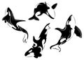 Set of killer whales. Collection of stylized orca whale. Black white vector illustration of sea predatory fish. Tattoo. Royalty Free Stock Photo