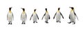 Set of King penguins isolated on the white background Royalty Free Stock Photo