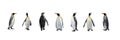 Set of King penguins isolated on the white background Royalty Free Stock Photo