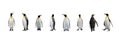 Set of King penguins isolated on the white background Royalty Free Stock Photo