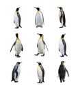 Set of King penguins isolated on the white background Royalty Free Stock Photo