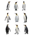 Set of King penguins isolated on the white background