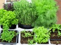 Set of different fresh kitchen herbs - AI Generated Image