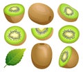 Set of kiwi fruit whole, half and cut slice illustration Royalty Free Stock Photo