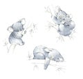 Set of koalas monochrome watercolor sketches, hand painted