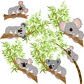 Set of koalas on tree resting different vector