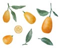 Set of kumquat fruits on a white background.