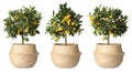 Set of kumquat trees with fruits in flowerpots on white background. Banner design