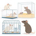 Set of lab rats in cages Royalty Free Stock Photo