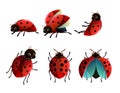 Set of Ladybug red. Wildlife object. Little funny insect. Cute cartoon style. Isolated on white background. Vector Royalty Free Stock Photo
