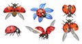 Set Ladybugs, Cute Ladybirds Isolated on White Background, Funny Red Insects With Black Dots and Outspread Wings Royalty Free Stock Photo