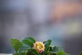 Lantana camara flower and leaves with blur background