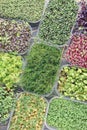 Set of a large number of containers with micro green. Young shoots of onions, basil, peas. Great food