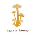 Set of large and small agaric honey mushrooms. edible mushrooms.