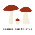 Set of large and small orange cap boletus mushrooms. edible mushrooms.