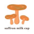 Set of large and small saffron milk cap mushrooms. edible mushrooms.