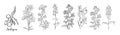 Set of Larkspur flower line art vector drawings.