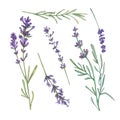 Set Lavender branch with purple flowers on a white background. Watercolor illustration of flowers, herbs. French style. Collection Royalty Free Stock Photo