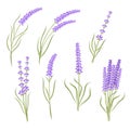 Set of lavender flower heb for healthcare or floral design isola Royalty Free Stock Photo