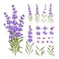 Set of lavender flowers elements. Collection of lavender flowers on a white background. Vector illustration