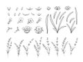 Set of lavender flowers outline elements.