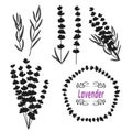 Set of lavender. Hand drawn bunch of lavender, lavender flowers and leaves Royalty Free Stock Photo