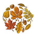 Set leaf and acorn. Vector vintage colorful engraved illustration.