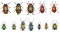 Set of Leaf-beetles of Europe - Chrysomelidae Royalty Free Stock Photo