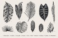 Set Leaf. Exotics. Vintage vector botanical illustration. Royalty Free Stock Photo