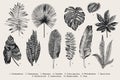 Set Leaf. Exotics. Vintage vector botanical illustration. Royalty Free Stock Photo