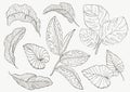 Set Leaf. Exotics. Vintage vector botanical illustration.