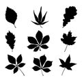 Set of leaf silhouettes. The image of the leaves in black