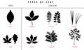 Set of Leaf types infographics. Silhouette Vector Royalty Free Stock Photo