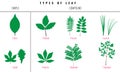Set of Leaf types infographics. Silhouette Vector Royalty Free Stock Photo