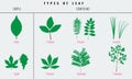 Set of Leaf types infographics. Silhouette Vector Royalty Free Stock Photo