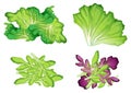 A Set of Leaf Vegetable