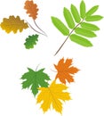 Set of leaves Royalty Free Stock Photo