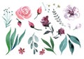 Set of leaves, blades of grass, flowers of green, red and lilac color on a white background. watercolor Royalty Free Stock Photo